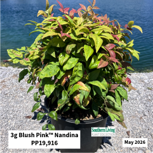 May 2026 3g Blush Pink Nandina Website
